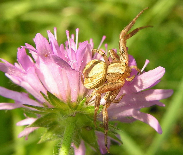 identificazione (Xysticus?)